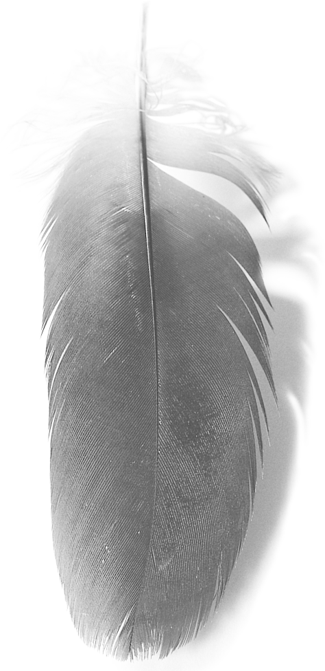 A monochrome feather — received through humility, relationship and responsibility.